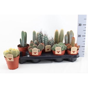 Cactus mix 12Ø 25cm