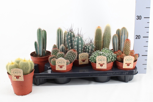 Cactus mix 12Ø 25cm
