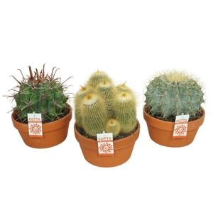 Cactus Gemengd Keramiek Terracotta