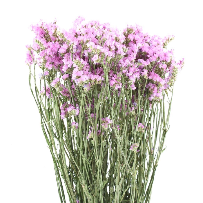 <h4>Dried Lim Statice Pretty Wings</h4>