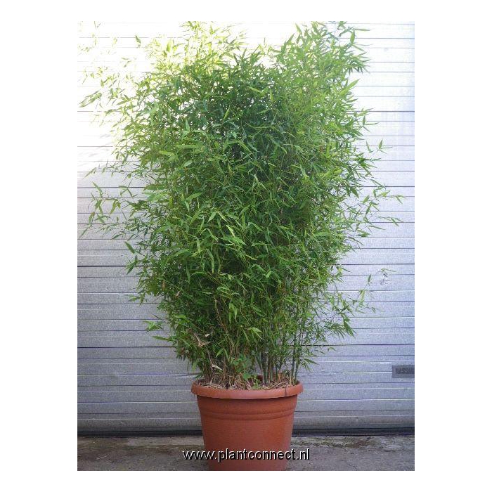 <h4>Phyllostachys aurea</h4>