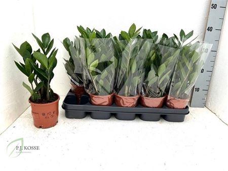 <h4>Zamio Zamiifolia</h4>