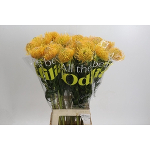 Nutans Haw Catherinae