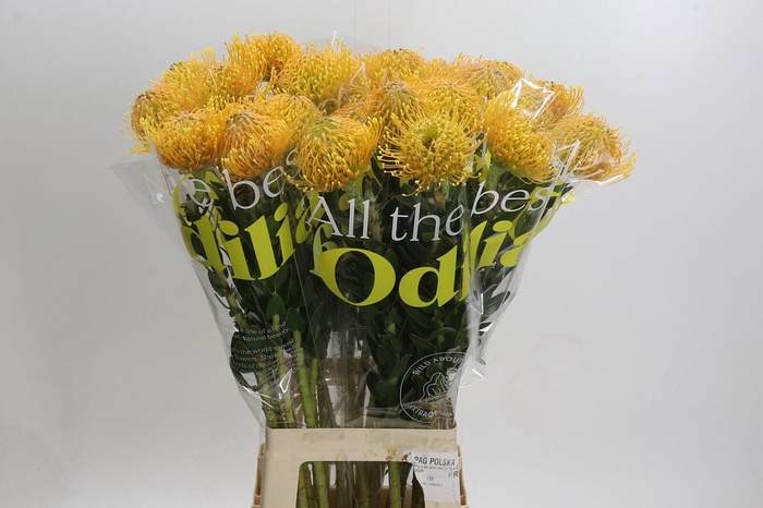 <h4>Nutans Haw Catherinae</h4>