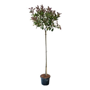 Photinia fr. 'Red Robin' 120st