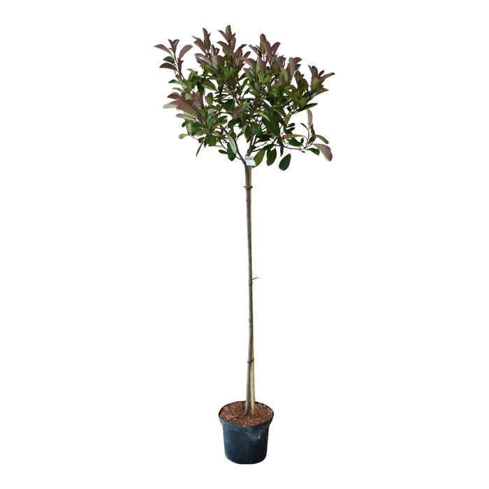 <h4>Photinia fr. 'Red Robin' 90st</h4>