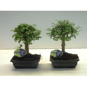 Ligustrum sinensis, 20cm., broom, without drip tray