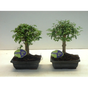 Ligustrum sinensis, 20cm., broom, without drip tray