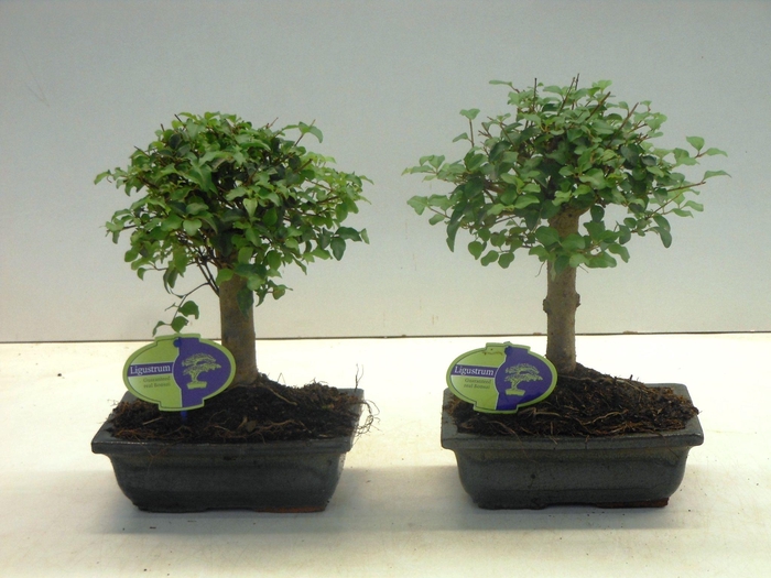 <h4>Ligustrum sinensis, 20cm., broom, without drip tray</h4>