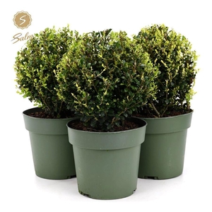 Ilex crenata 'Jenny'® Ball Ø20cm P17