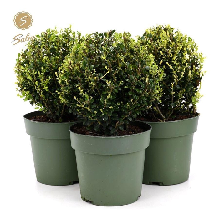 <h4>Ilex crenata 'Jenny'® Ball Ø20cm P17</h4>