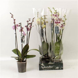 ** Phal Gem 4 Branches 26 Bloemen * Winter Promo *