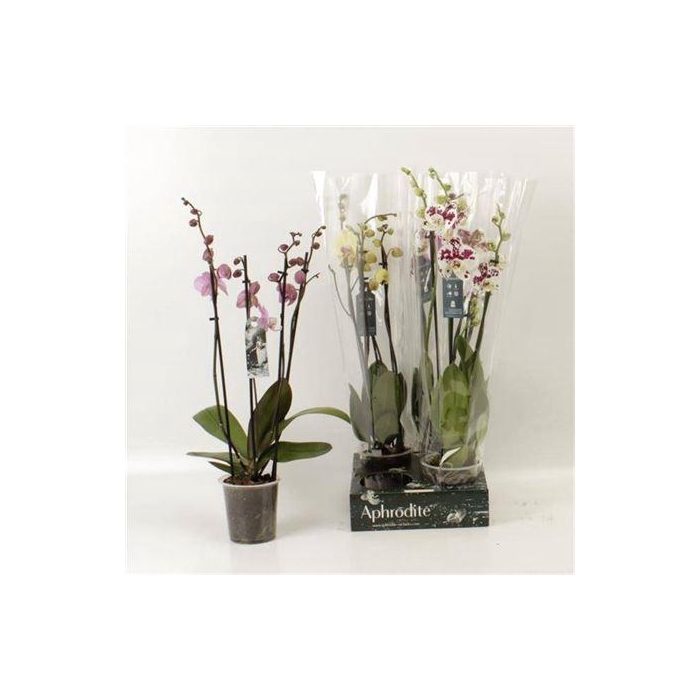 <h4>** Phal Gem 4 Branches 26 Bloemen * Winter Promo *</h4>