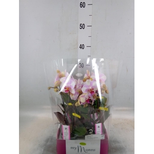 Phalaenopsis   ...rose