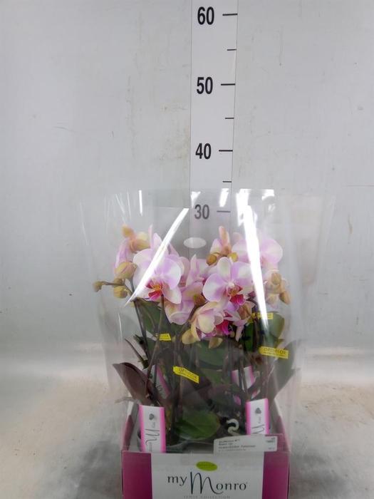 <h4>Phalaenopsis   ...rose</h4>