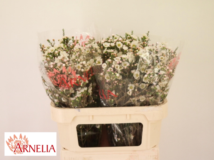 <h4>Chame Rhiannon 70cm</h4>