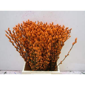 SALI KATJE ORANJE L50