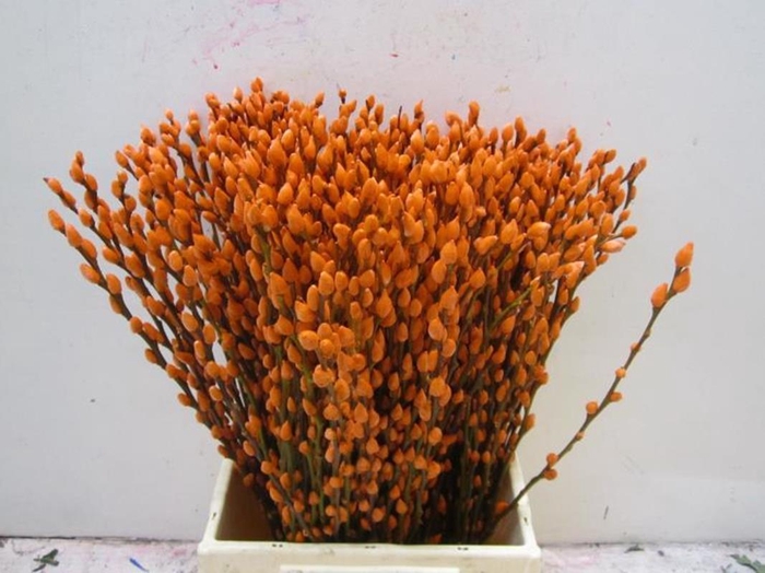 <h4>Sali Katje Oranje L50</h4>