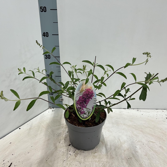 <h4>Buddleja Royal Red</h4>