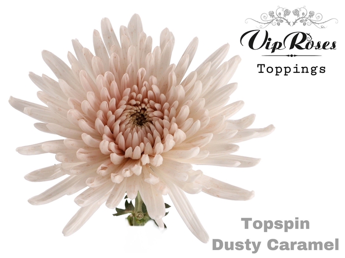 <h4>Chr G Topspin Dusty Caramel</h4>