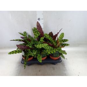 Calathea lancifolia