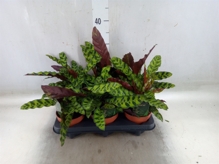 <h4>Calathea lancifolia</h4>