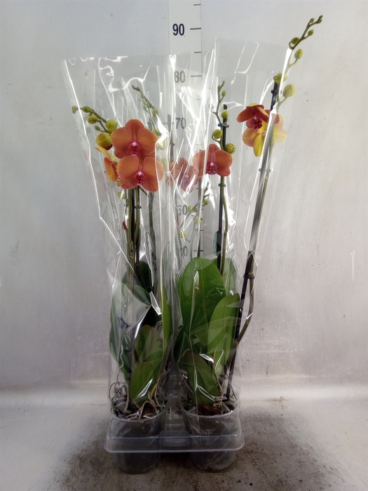 <h4>Phalaenopsis  'Surfsong'</h4>