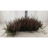 CALLU MUEHLENBECKIA P13