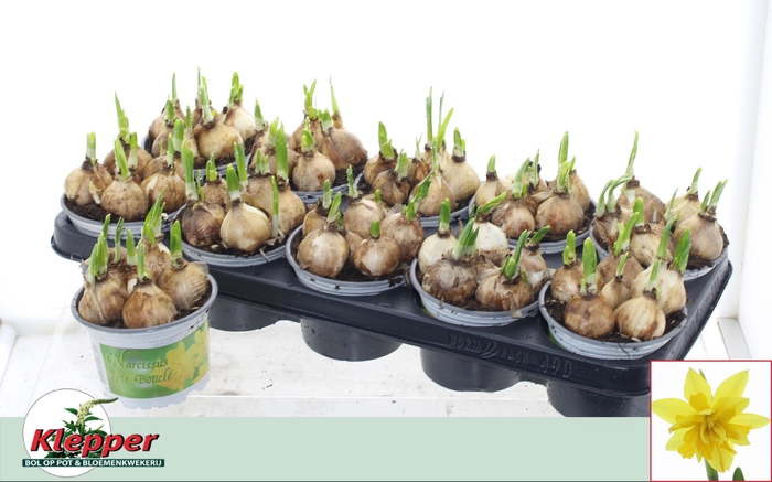 <h4>NARC D TETE BOUCLE</h4>