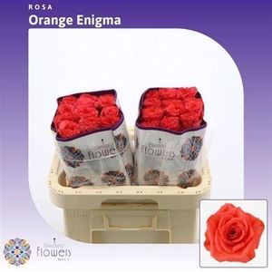 R Gr Orange Enigma Ec