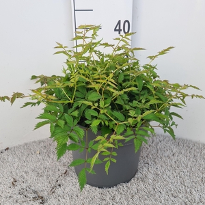 Astilbe Pumila P26