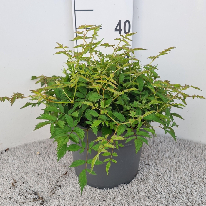 <h4>Astilbe Pumila P26</h4>