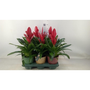 Vriesea  'Intenso Red'