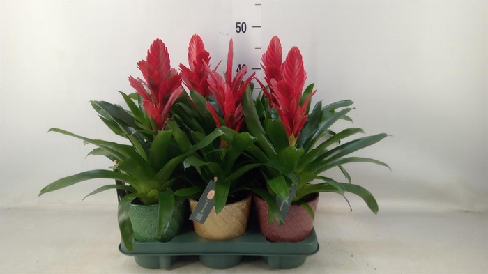 <h4>Vriesea  'Intenso Red'</h4>