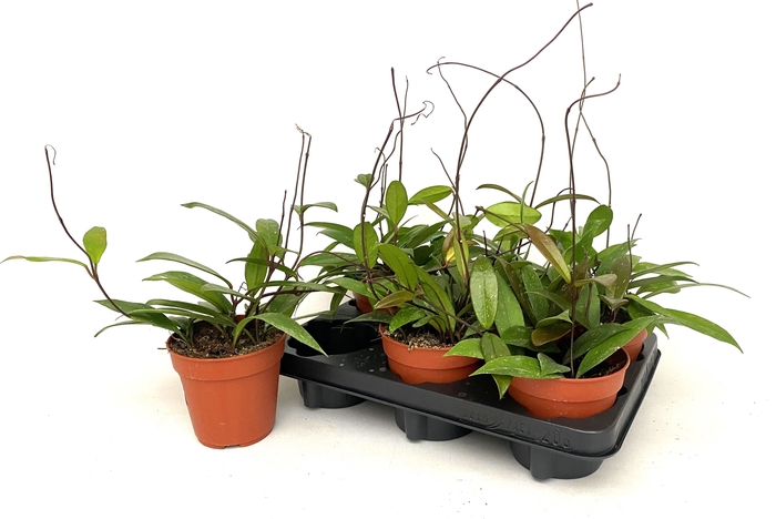 <h4>HOYA CARNOSA</h4>