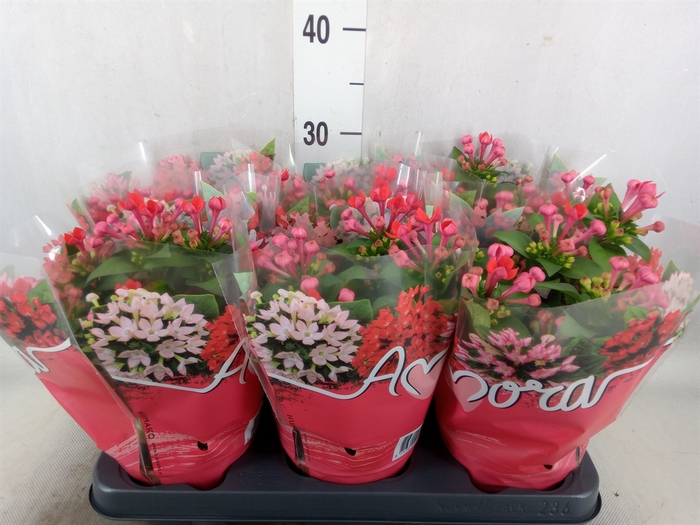 <h4>Bouvardia  'Amora Anna'</h4>