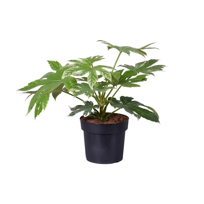 <h4>Fatsia Japonica Spider Web</h4>