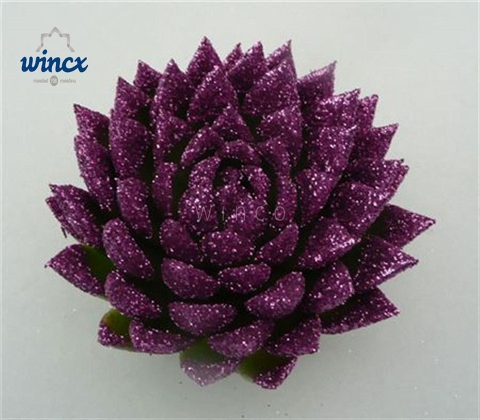 <h4>ECHEVERIA OVERIG ECHEVERIA AGAVOIDE</h4>