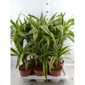 Dracaena fr de 'LemonLime'