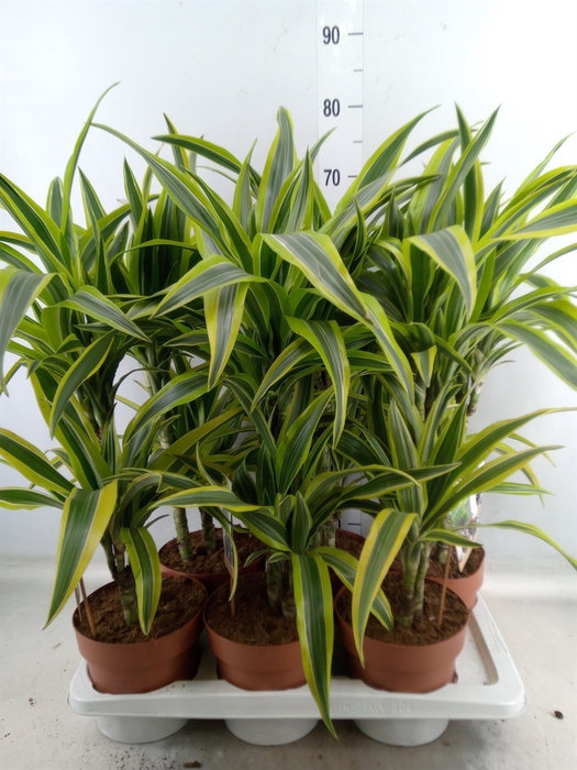 <h4>Dracaena fr de 'LemonLime'</h4>
