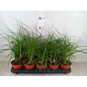 Beaucarnea recurvata