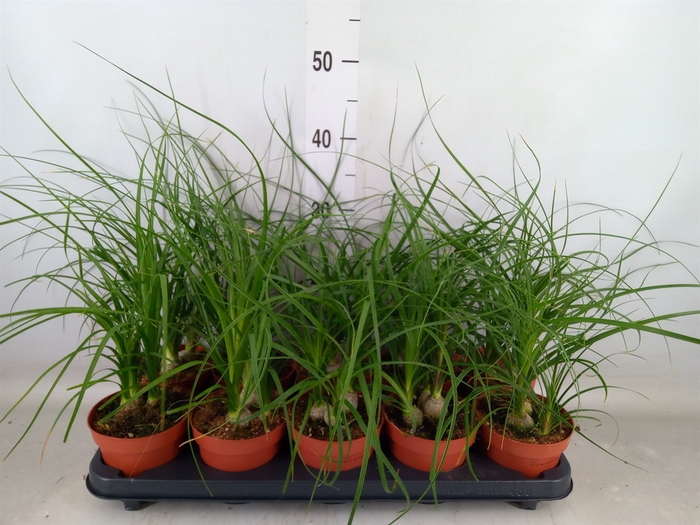 <h4>Beaucarnea recurvata</h4>