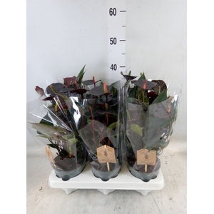 Anthurium  'Black Love'