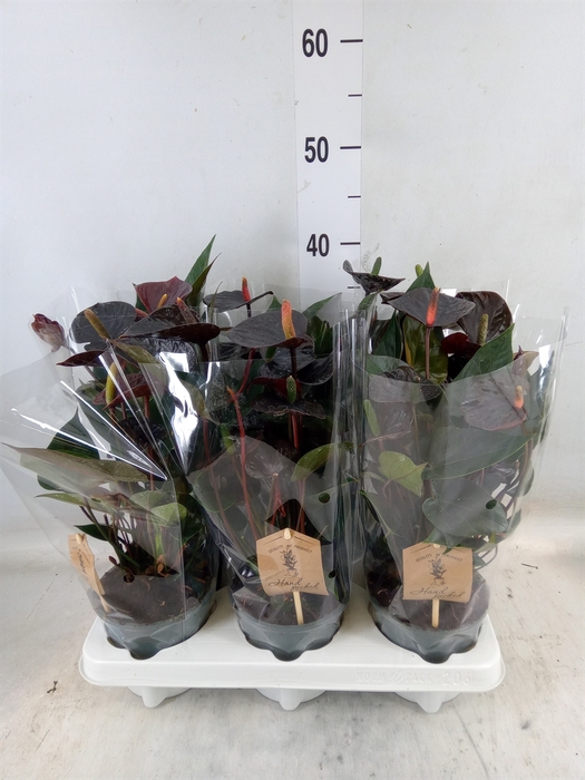 <h4>Anthurium  'Black Love'</h4>