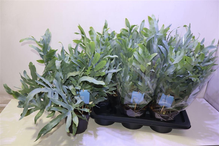 <h4>Phlebo A Blue Star</h4>