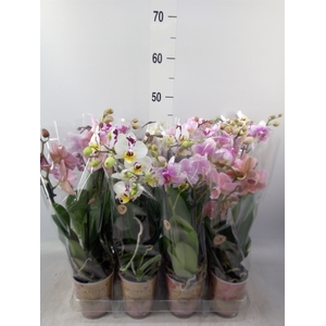 Phalaenopsis multi.   ...