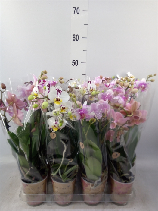 <h4>Phalaenopsis multi.   ...</h4>