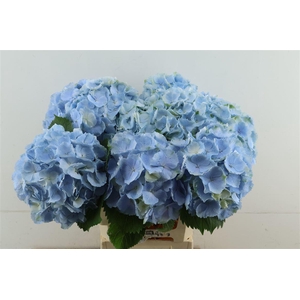 Hydr M Verena Blue 60-21