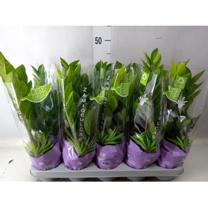 Zamioculcas zamiifolia