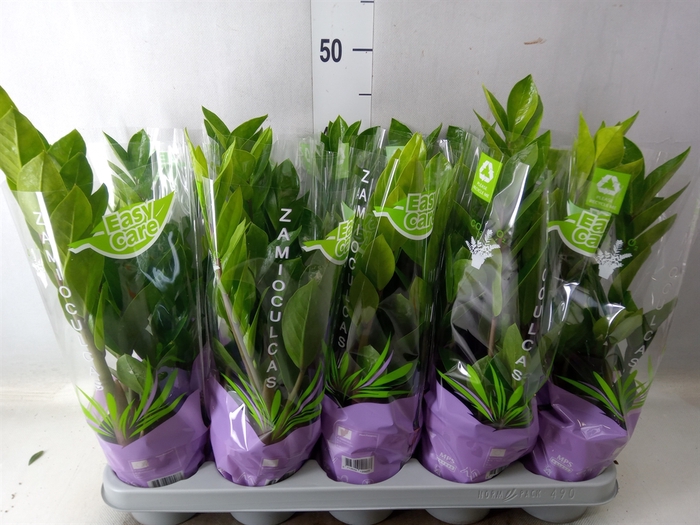 <h4>Zamioculcas zamiifolia</h4>